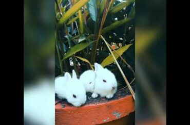 Cute bunnies lunch