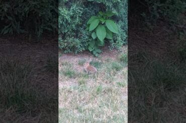 Coming Across Two Adorable Baby Rabbits on A Walk