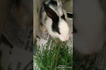 Cute rabbit eating grass