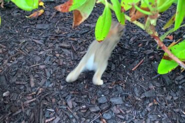 Tiny Little Baby Rabbit Rescued Part 2 ~ Happy Stories! Mohinee Shrestha! Enjoy:)