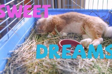 Bunny Sleeping 😍 Sweet Dreems, My Cute Rabbit!