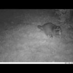 Cute baby Rabbits eaten by Raccoon......caught on trailcam