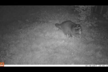 Cute baby Rabbits eaten by Raccoon......caught on trailcam