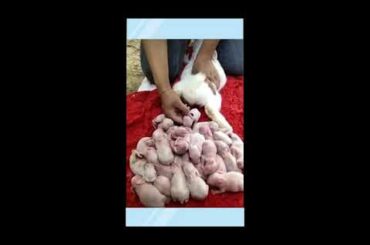 Angora Rabbit's New Born Babies || Very strange full || Most Beautiful Babies ||