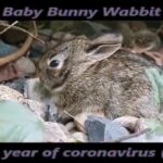 bAby bunny wabbit movie june 9 2020