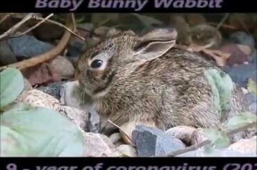bAby bunny wabbit movie june 9 2020