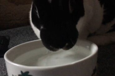 Cute Bunny Drinks Water