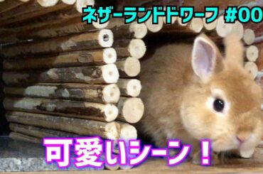 【ネザーランドドワーフ】うさぎの可愛いシーン！#001 Cute rabbit scene / NetherlandDwarfrabbit
