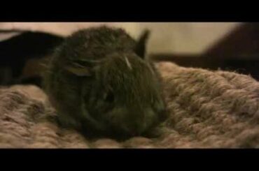 Cute Bunnies Running Around At Home