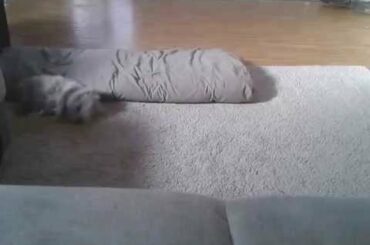 bobby's binky dance, cute bunny jump