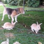 Sweet cute beagle plays with the young bunnies
