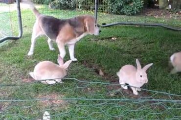 Sweet cute beagle plays with the young bunnies