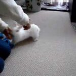 Cute Bunny chasing food