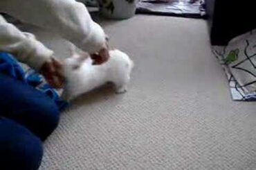 Cute Bunny chasing food
