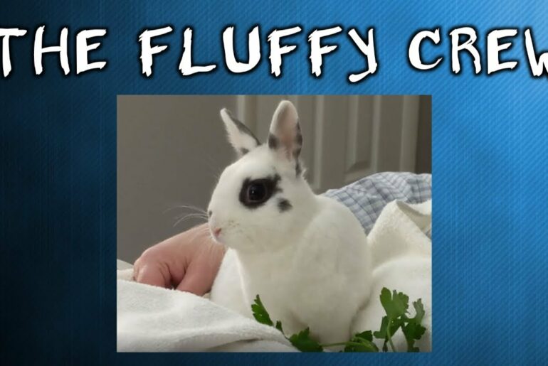 Rabbit Eating Peacefully | Daisy Rasbbit | The Fluffy Crew