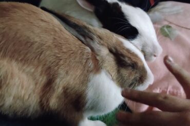 Baby bunnies sleeping 😴😴