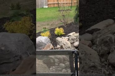 Cute bunny in our pondless waterfall