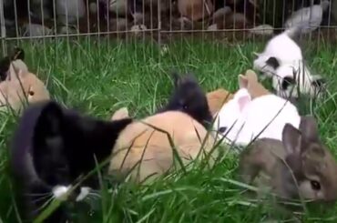 Cute kittens and bunnies playing for kids! must watch!