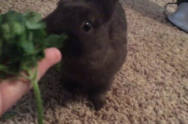 Cute bunny eating greens