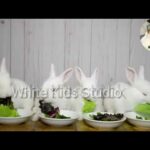So Cute Rabbit Video Compilation/Four Rabbit Eating The Grass And leaf/Beautiful Pets Funny Videos