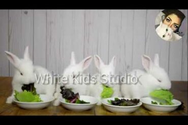 So Cute Rabbit Video Compilation/Four Rabbit Eating The Grass And leaf/Beautiful Pets Funny Videos