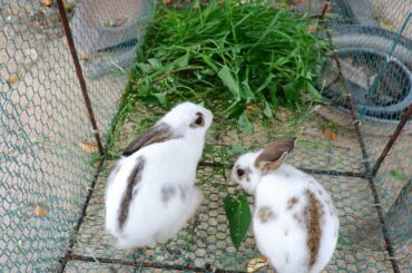 Activity of baby couple rabbits eating food in cages - Faaboome Life