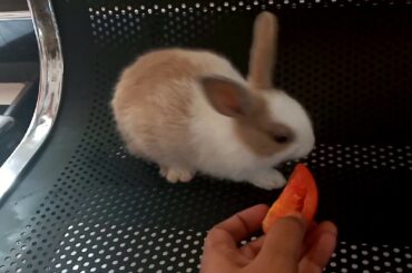 Small baby rabbits eating tomato