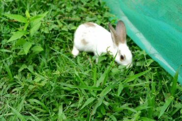 Lovely baby rabbits finding food in garden in the morning - Faaboome Life