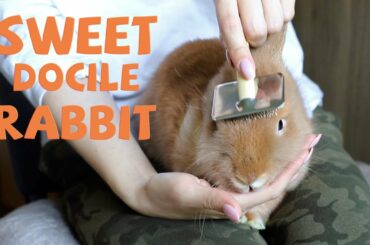 How to Brush Your Rabbit? 🐰