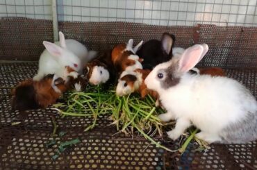 Baby Rabbits Eating - Funny and Cute Baby Bunny Rabbit Videos - Baby Animal Video Compilation 2020