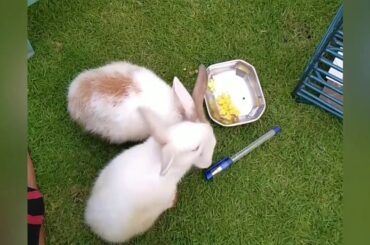 Funny cute Rabbit video 2