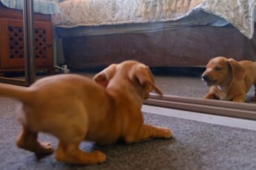 cute dog bangs his head and a  rabbit