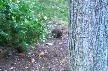 Momma and Baby Bunny