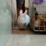 Funny and cute bunny dancing on the song.