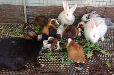 Cute Rabbits Eating - Funny and Cute Baby Bunny Rabbit Videos - Baby Animal Video Compilation 2020