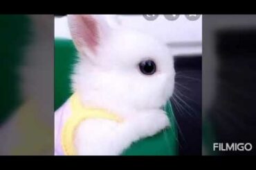 Cute rabbit