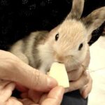 Baby Bunny Eating Pumpkin