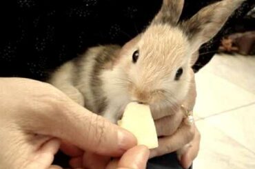 Baby Bunny Eating Pumpkin