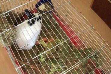 Cute bunny meets chinchilla first time :)