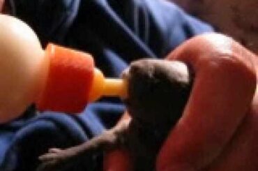 Bottle Feeding Baby Bunny