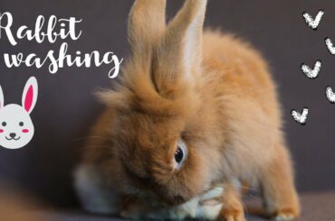 Sweet Little Bunny Is Washing 💕 So Cute Angel!