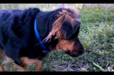 Alex Found Baby Bunnies