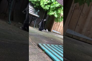 Smokey cutest bunny ever small binky