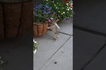 Cute wild bunny eating flowers in flower bed adorable