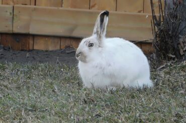 Cute bunny !! rabbit eaten vedio!!