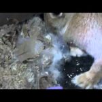 Rabbit Giving Birth- 01-27-11 (Baby Bunnies)  Happy Year of the Rabbit