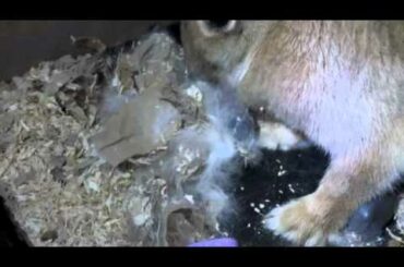 Rabbit Giving Birth- 01-27-11 (Baby Bunnies)  Happy Year of the Rabbit