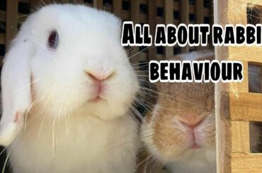 All about rabbit behaviour | cute bunny video |Hindi 2020