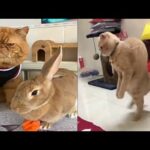 rabbit cats and dogs funny compilation/cute and baby animals funny video 2020 #68/animals only fun