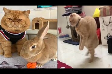 rabbit cats and dogs funny compilation/cute and baby animals funny video 2020 #68/animals only fun
